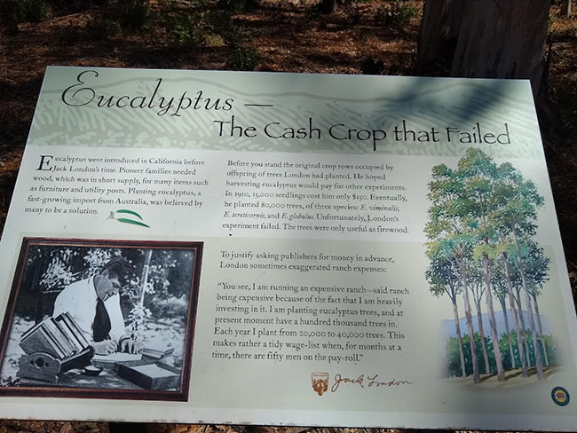 Eucalyptus Jack London
