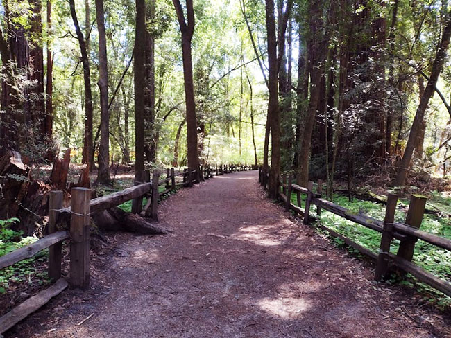 henry cowell redwoods trail