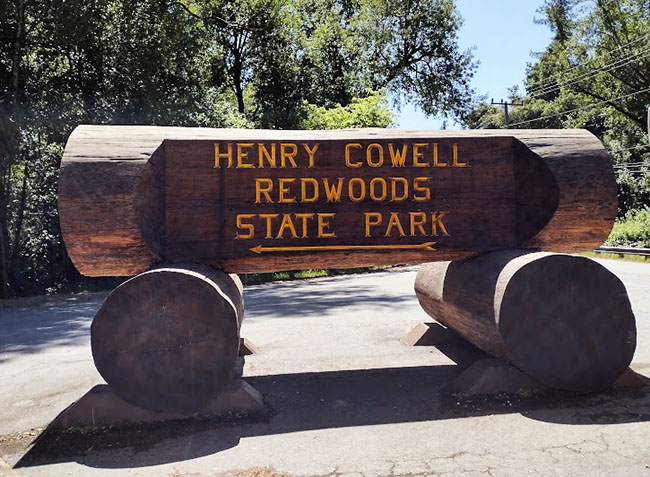 Henry cowell state park hiking best sale