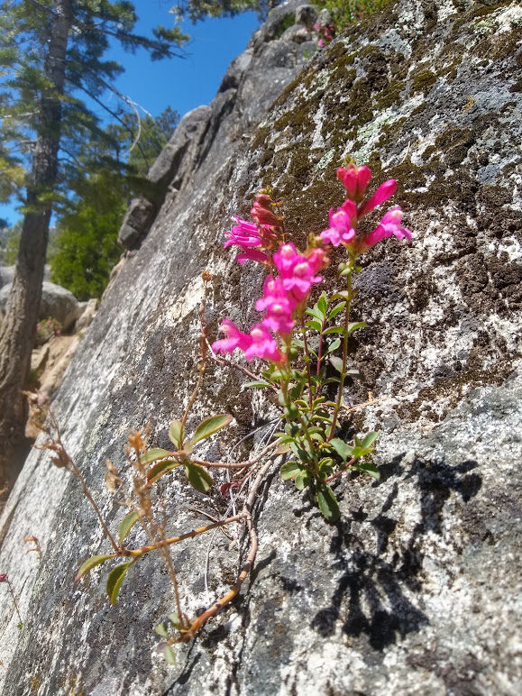 Flower Growing Out Of A Rock